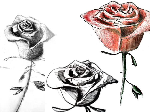 Comment dessiner des roses : le tuto - Les Bases en Art, image size:640x477